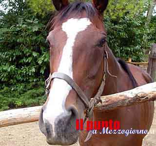 Piedimonte S. Germano, cavallo investito sulla Casilina: veterinari valutano abbattimento