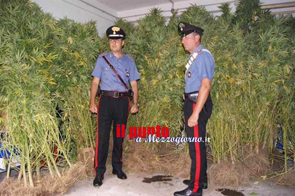 Piantagione di marijuana sequestrata a Caianello