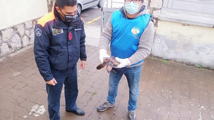 Piccola tartaruga Caretta Caretta tratta in salvo dalla Guardia Costiera di Formia