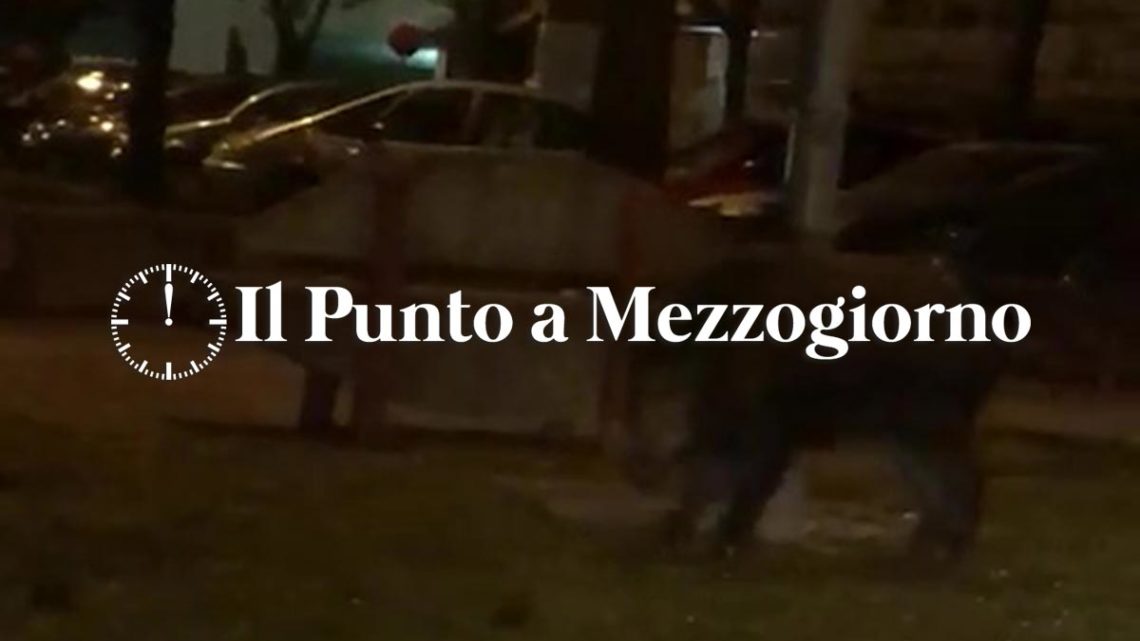 Cinghiali in strada a Cassino, grosso animale a spasso a piazza Restagno – VIDEO