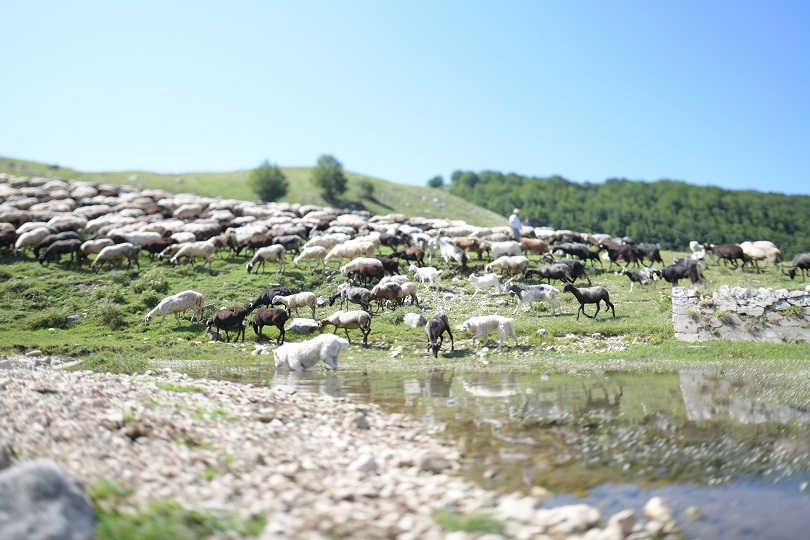 Picinisco Capitale della tradizione pastorale, domenica il “pastorizia in festival”