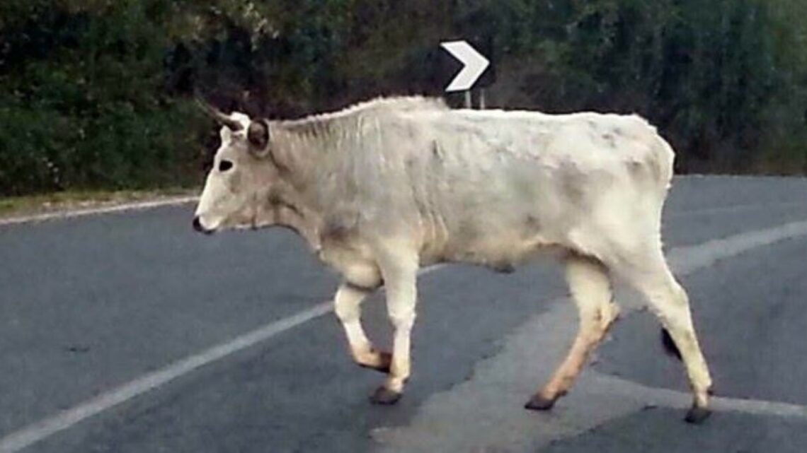 Una mucca, fuggita dalla stalla, girovagava sulla strada per l’Abbazia. Guarda il video