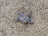 Sul lungomare di Latina nascono 82 piccole tartarughe Caretta caretta