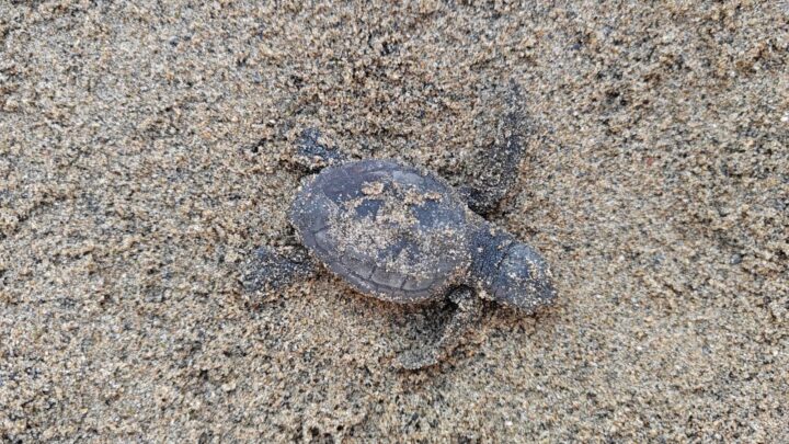 Sul lungomare di Latina nascono 82 piccole tartarughe Caretta caretta