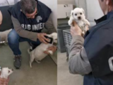 Tartarughe e cani Chihuahua allevati illegalmente, sequestri e denunce a Cisterna di Latina