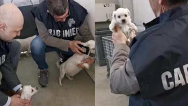 Tartarughe e cani Chihuahua allevati illegalmente, sequestri e denunce a Cisterna di Latina