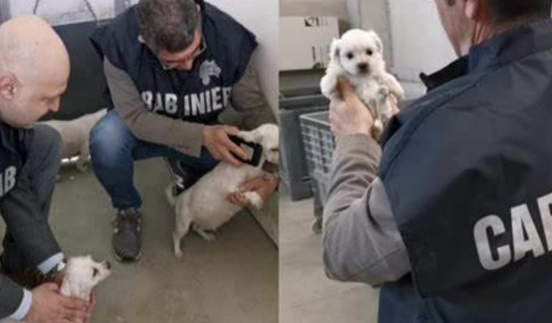 Tartarughe e cani Chihuahua allevati illegalmente, sequestri e denunce a Cisterna di Latina