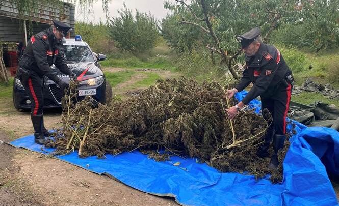 Coltivavano marijuana tra gli alberi di pesco, 4 agricoltori arrestati a Sessa Aurunca