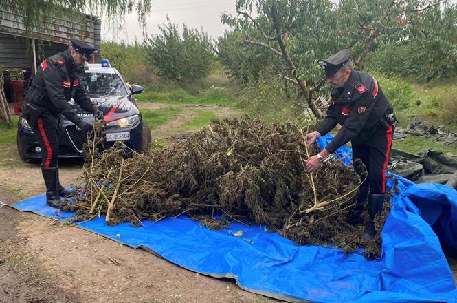 Coltivavano marijuana tra gli alberi di pesco, 4 agricoltori arrestati a Sessa Aurunca