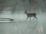 Al via una campagna di studio, ricerca e monitoraggio della fauna selvatica nel parco dei monti ausoni e lago di Fondi